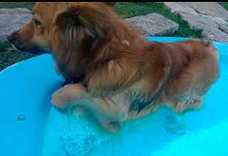 Las mascotas