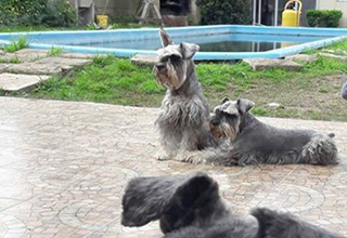 Las mascotas