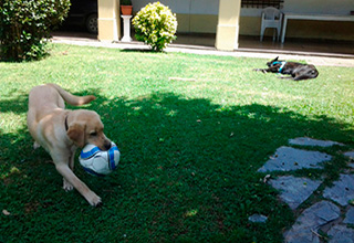 Las mascotas