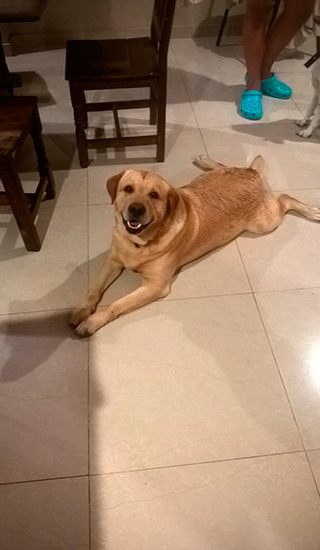 Las mascotas