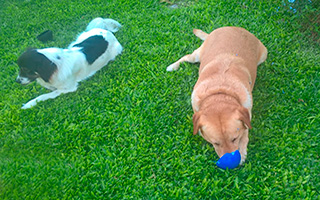 Las mascotas